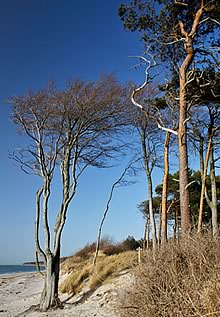 Ferienhaus Fischland Dar Zingst/ Ferienhaus Windflchter / Ferienhaus Zingst - Willkommen in unserem Ferienhaus auf der Ostsee-Halbinsel Fischland-Dar-Zingst im Nationalpark Vorpommersche Boddenlandschaft. Unser Ferienhaus finden Sie im Erholungsort Born am Dar in sehr ruhiger Lage fernab der Durchgangsstrassen.