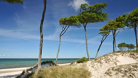 Ferienhaus Fischland Dar Zingst/ Ferienhaus Windflchter / Ferienhaus Zingst - Willkommen in unserem Ferienhaus auf der Ostsee-Halbinsel Fischland-Dar-Zingst im Nationalpark Vorpommersche Boddenlandschaft. Unser Ferienhaus finden Sie im Erholungsort Born am Dar in sehr ruhiger Lage fernab der Durchgangsstrassen.