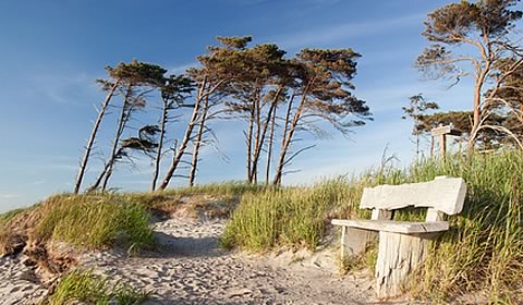 Ferienhaus Fischland Dar Zingst/ Ferienhaus Windflchter / Ferienhaus Zingst - Willkommen in unserem Ferienhaus auf der Ostsee-Halbinsel Fischland-Dar-Zingst im Nationalpark Vorpommersche Boddenlandschaft. Unser Ferienhaus finden Sie im Erholungsort Born am Dar in sehr ruhiger Lage fernab der Durchgangsstrassen.